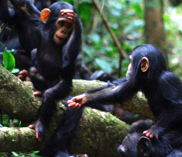 Apes communication
