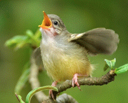 bird vocalization 
