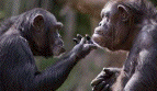 monkeys communication