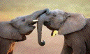 elephant communication 