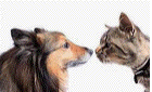 dog-cat communication
