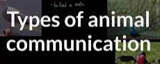 types of animal communication