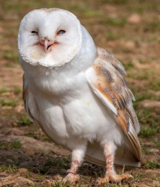 Owl Laugh