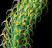 primeval plant