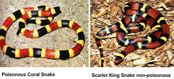 Snake mimicry